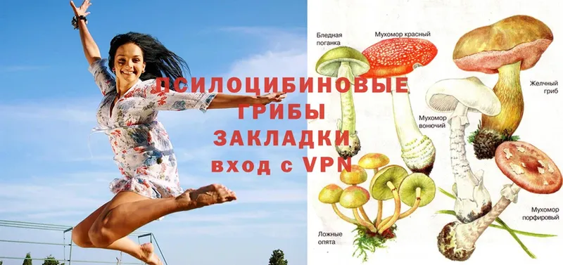 Галлюциногенные грибы Psilocybe  купить наркоту  Аргун 